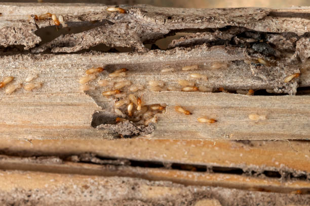 Best Pest Removal Services  in Lorton, VA