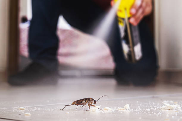 Best Wasp Removal Services  in Lorton, VA