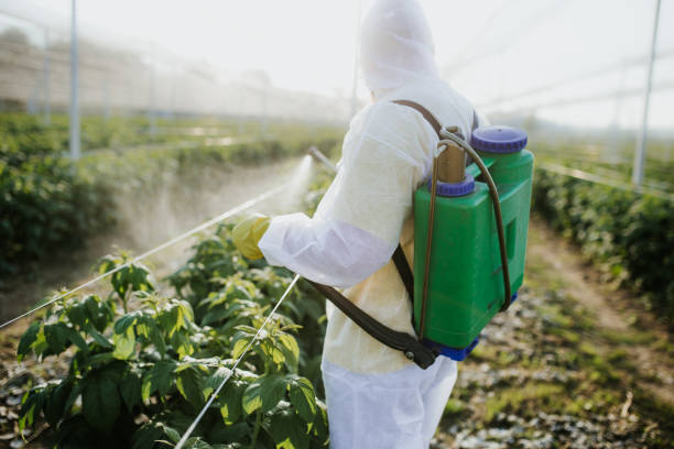 Best Wasp Removal Services  in Lorton, VA